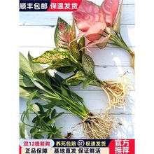 水培植物室内吉利红绿植绿萝花卉小盆栽富贵竹四季水生白掌龟背竹