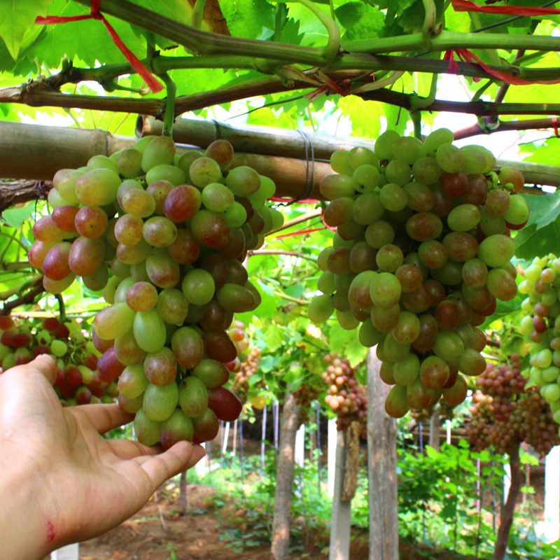 葡萄阳光玫瑰蓝宝石巨峰葡萄苗特大庭院爬藤北方南方四季种植易活