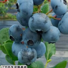 �{ݮ������Ϸ������Nֲ����ͥ���Ե��ԽY�������̨����Y��