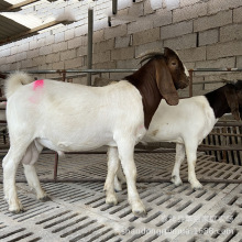 ����ɽ���Bֳ�� ��̥����ĸ�����õķN�����ɽ��С����