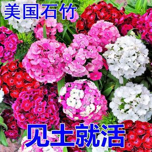 �ͺ����ܷN��ʯ�񻨷N�ӳ������ʯ��Wʯ���ذ��ƺ�����ļ��_��