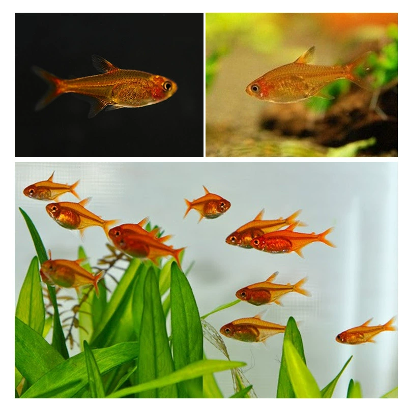 Южноамериканская маленькая тропическая рыбка Домашнее животное Легко поднять Огненная лампа Рыба Прозрачная декоративная рыбка Золотая лампа Рыба может быть смешана