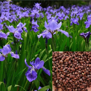 Wholesale Flower Seeds Blue Flower Iris Seeds Yellow Flower Iris Seeds Yellow Calamus Seeds