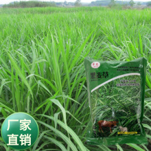 批发牧草马牛羊鸡鸭鹅兔黑麦草种子四季播种耐寒冷耐干旱高产耐旱