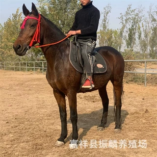 威海出售景区骑乘观赏用马 婚庆马匹 山东济宁养马场