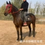 山东威海骑乘婚庆马匹