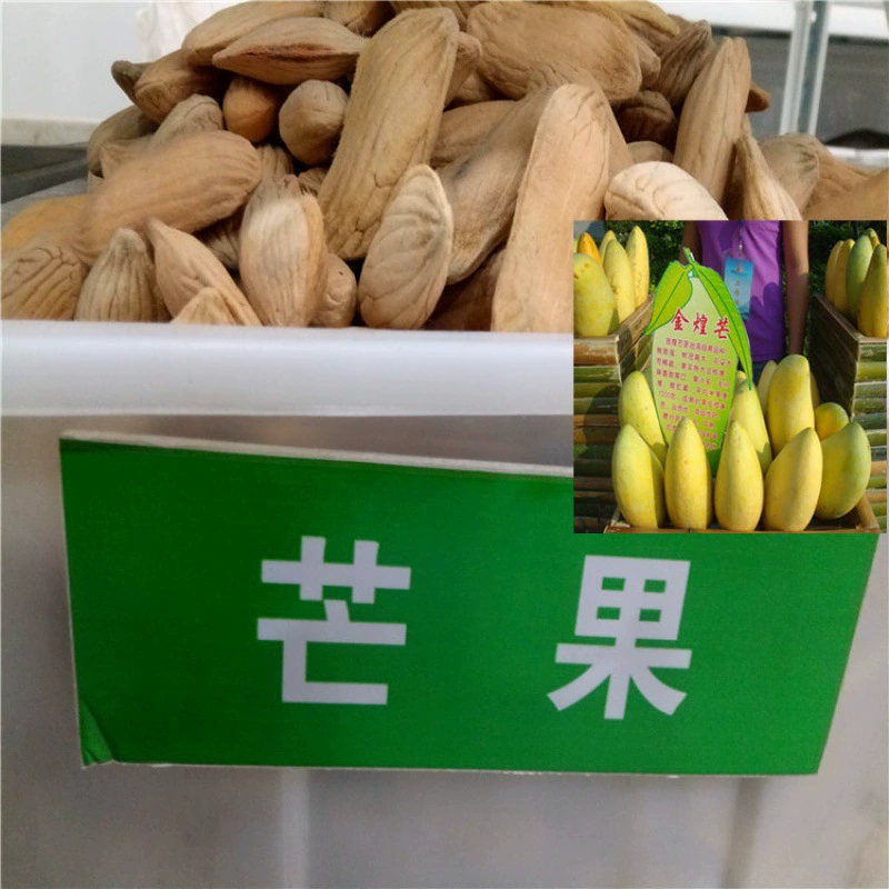 Оптовые саженцы манго, посаженные на юге и севере Four Seasons Mans Kate, красные семена цвета слоновой кости Golden Mans в горшках