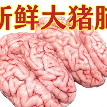 猪脑脑子批发冷冻商用猪脑子脑花左右脑生猪脑髓火锅烧烤食材