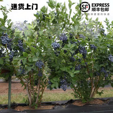 ش{ݮϷͥԺeNֲ{SGʯԵ