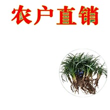 矮麦冬玉龙金边麦冬兰花三七庭院别墅园林绿化批发源工厂一件批发