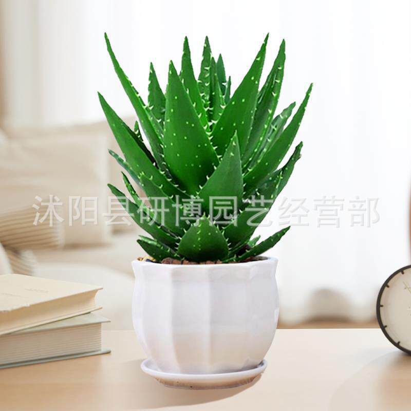 Curacao Aloe Vera sala de macetas belleza irrigación piel verde escritorio de oficina carne ciudad que nunca duerme Aloe Vera flores cactus