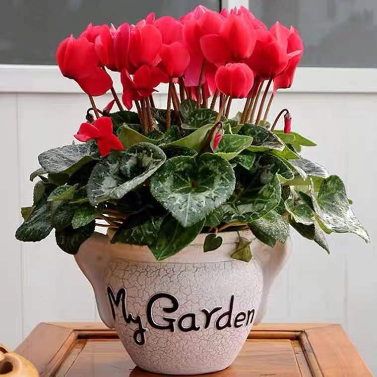Cyclamen Potted Flower Seedlings, Rabbit Ear Flowers, Bloom All Year Round and Are Easy to Grow Large Flowers, Balcony Indoor Florals, New Year's Eve Florals, Butterfly Flower Florals Cyclamen Potted Flower Seedlings, Rabbit Ear Flowers, Bloom All Year Round and Are Easy to Grow Large Flowers, Balcony Indoor Florals, New Year's Eve Florals, Butterfly Flower Florals
