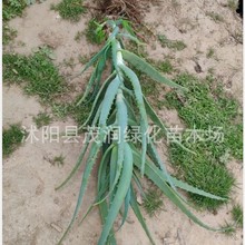 �҃����ԾGֲ���� ��צ������צ�J�Cľ���J�C��8����ľ���J�C�Ͽ�