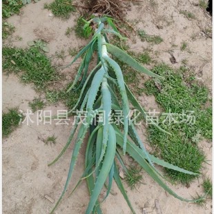 �҃����ԾGֲ���� ��צ������צ�J�Cľ���J�C��8����ľ���J�C�Ͽ�