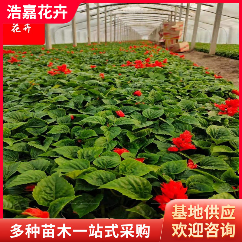 一串红苗盆栽 串串红盆栽苗木 多色花苗花海工程绿化用花苗一串红