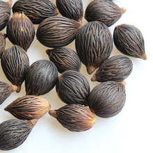 狂想者干花千丝果狐尾椰子天然植物手工diy材料手作标本挂饰干果