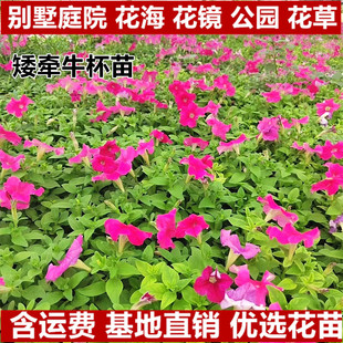 ����ţ���籭�����G�����^�r��ݻ���ţ����G���o��ֲ��