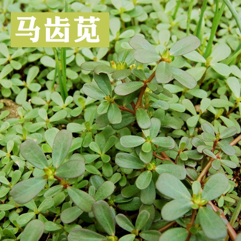 Семена портулака, семена дикого портулака, семена долголетия, овощи для здоровья, дикие овощи, семена портулака, семена овощей