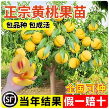 Sҹ޽綬ҘNֲϱͥԺY