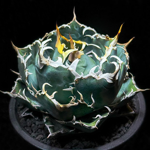 White Whale Crown Green Plant Potted Landscape Succulent Plant Greenhouse Wholesale Agave Cactus Euphorbia