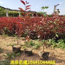 �����N����֦�t�~��I�B�� Ǥ�������t�~����Ʒ�|�Rȫ������