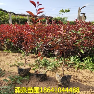 �����N����֦�t�~��I�B�� Ǥ�������t�~����Ʒ�|�Rȫ������