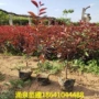 品质齐全扦插苗营养杯红叶李