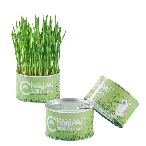 Cattail cat grass can opener lazy planting cat grass pot wheat seeds hairball catnip pet cat snacks wholesale dropshipping