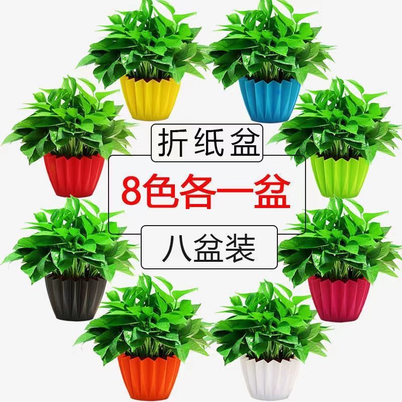 绿萝大量批发秋晴盆栽室内植物吸除甲醛绿植花卉水培好养绿箩吊兰|ms