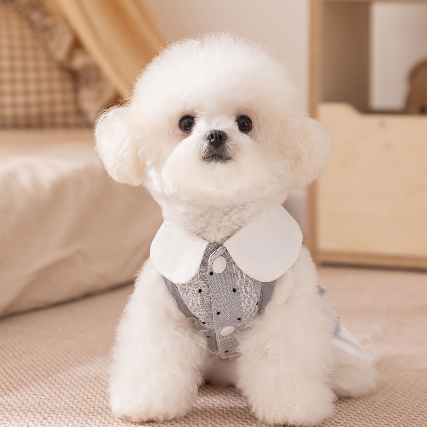 Otoño y invierno nuevo Miu es un traje simple, vestido de collar de dama, ropa para perros y gatos, perros pequeños y medianos. image 2