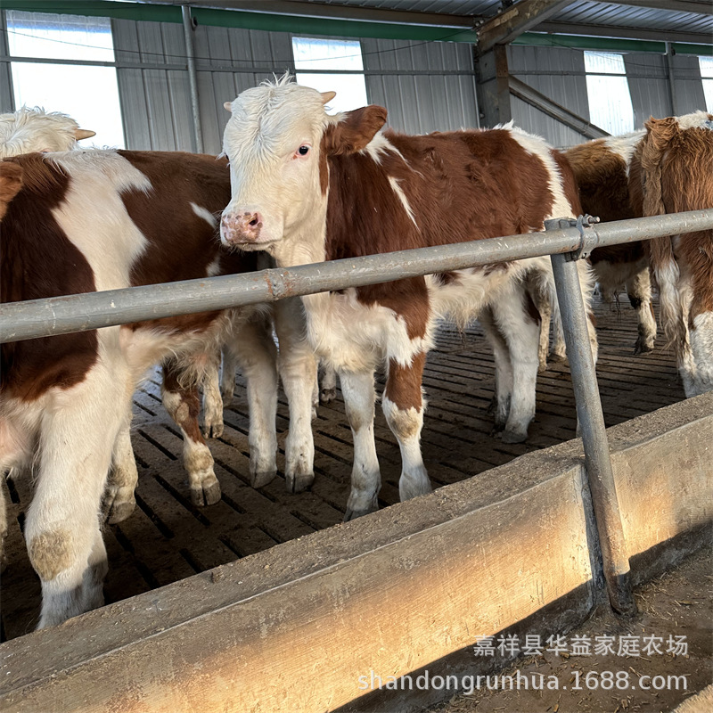 西门塔尔牛犊价格 架子牛 利木赞繁殖母牛 肉牛养殖场 牛价格