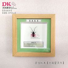 大科厂家直销 昆虫标本展示教学 棉花弧丽金龟竹象碎斑鱼蛉纹锹甲