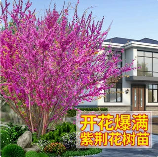 紫荆树苗庭院耐寒地栽丛生绿化苗独杆紫荆花大树苗风景树工程苗木
