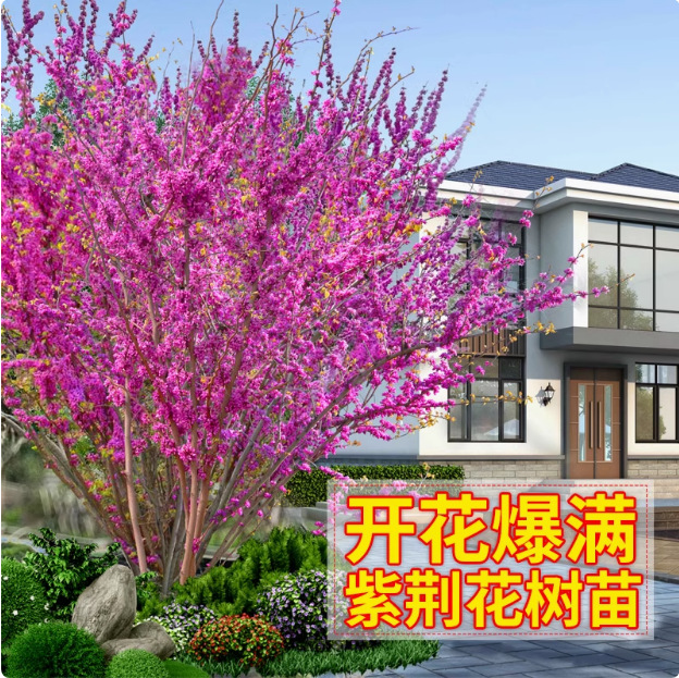 紫荆树苗庭院耐寒地栽丛生绿化苗独杆紫荆花大树苗风景树工程苗木