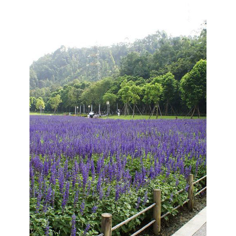 Синий цветок шалфея семя многолетний цветок шалфей колор блок пейзаж цветок морской двор Цветок многолетний Сто дней