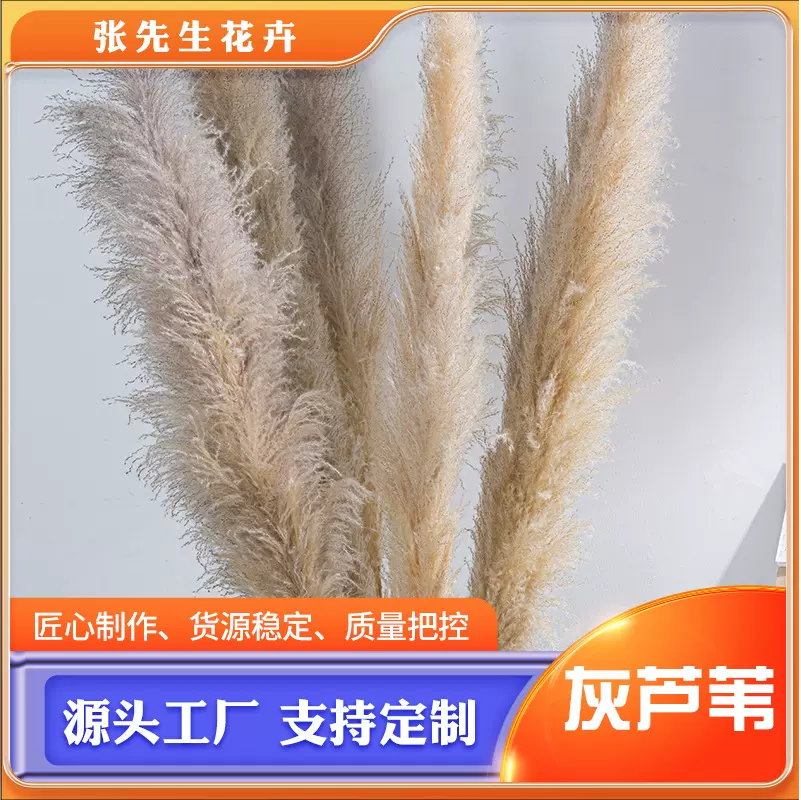 潘帕斯干花蒲苇 大蒲苇现货 芦苇干花大芦苇 云南蒲苇源头工厂