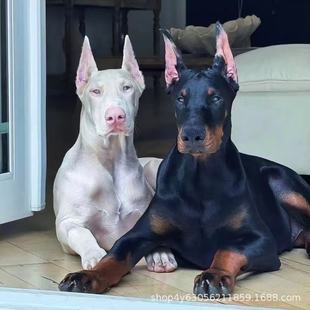 ���N�pѪ�y���eȮ��Ȯ���w������ϵ���e������Ȯ�o�lȮ���̌��ﹷ