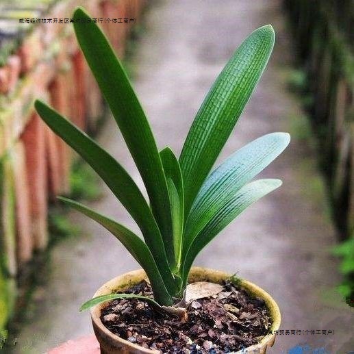 精品君子兰大苗四季长青室内高档绿植花卉盆栽苗其他