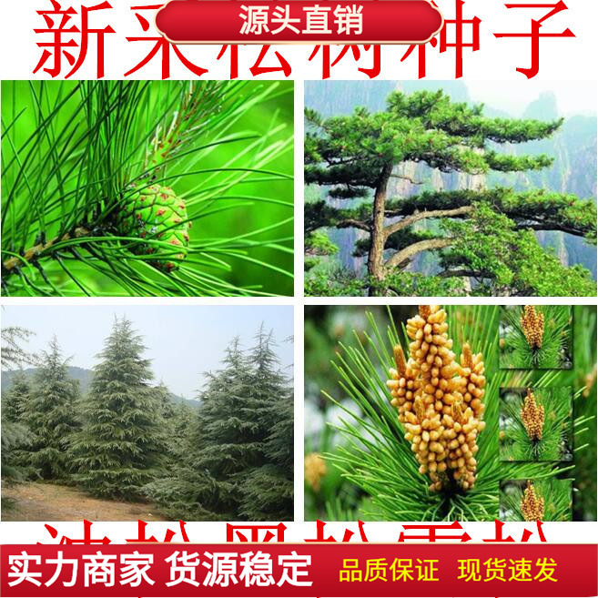 Pine Tree Seeds, Oil Pine, Black Pine, Masson Pine, Cedar, White Pine, Larch, Wetland Pine, Podocarpus, Money Pine Seeds
