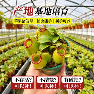 �G�O���i�\��M�\��ʳ�x�Ꭷԭ���N���҃ȴ�̨��С�w�xֲ������