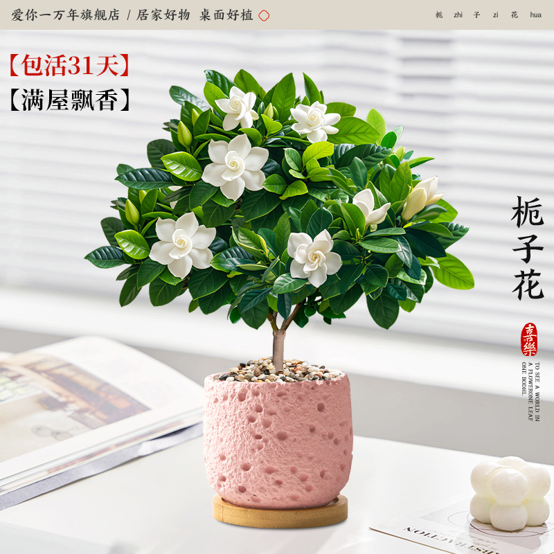 단극 치자나무 + 핑크 별 화산 분지 + 대나무 트레이 (포장석 + 영양액 포함)