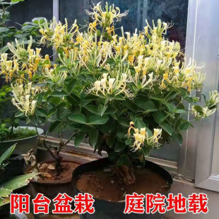 ���y����������ʳ��ș������ֲ���̨�Gֲ�����Ϙ�
