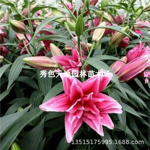 Lily Bulbs, Green Plants, Potted Plants, Perfume Flower Seedlings, Balcony Flower Plants, Indoor Plants That Bloom in All Seasons and Are Easy to Maintain