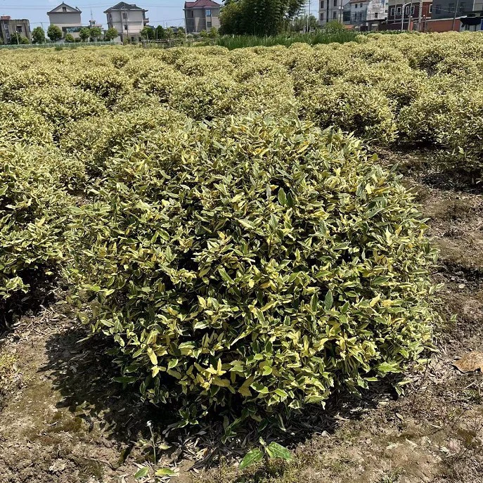 Оптовая продажа лысых шариков с золотым краем от основания, лысых шариков от основания в Сяошань, полная спецификация.