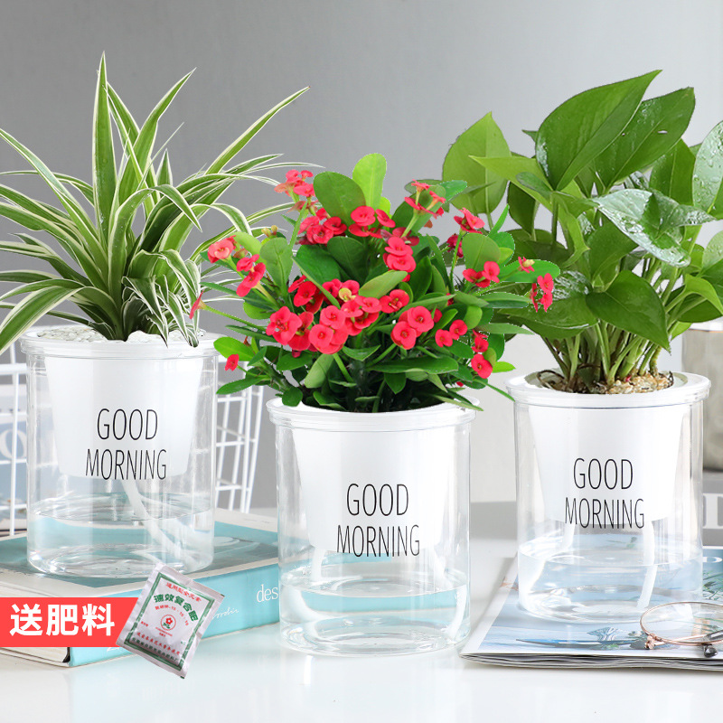 [가성비 3화분] 엽록소 + 포토스 + 철베고니아 + 무료비료