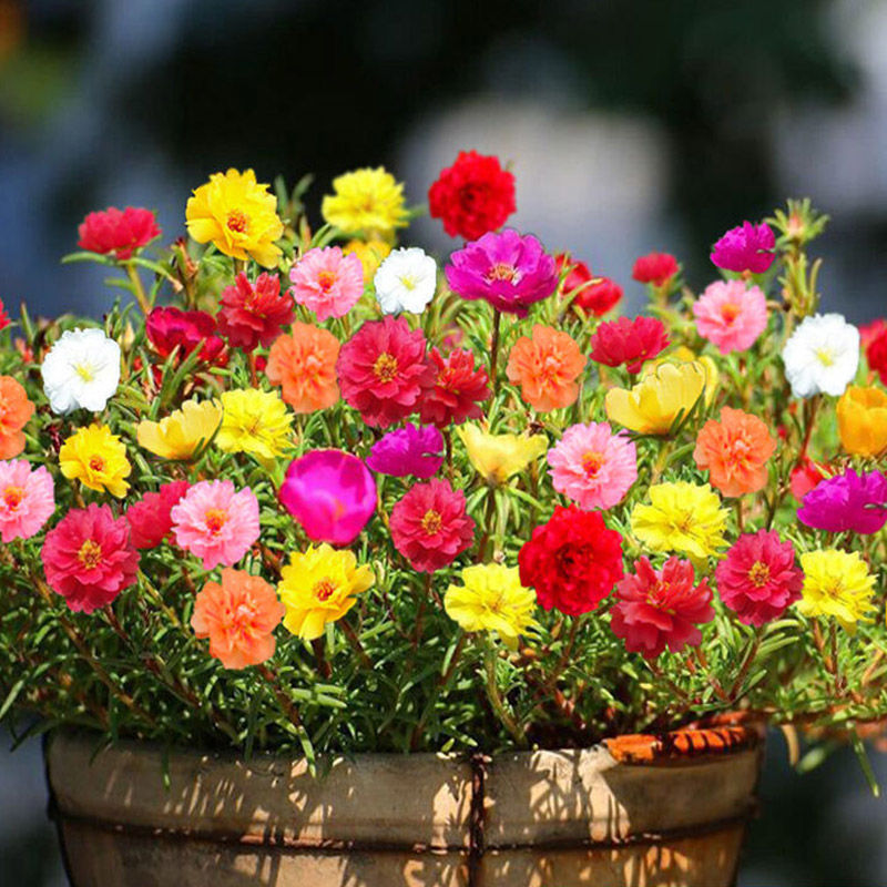 【重瓣太阳花种子】新手栽培种植白色黄色花种球紫色系列粉色红色