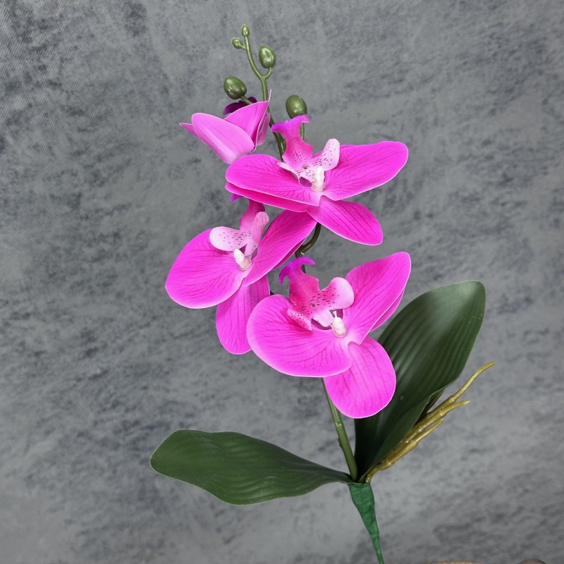 Fucsia