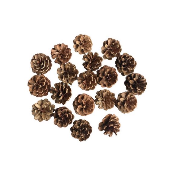Small pine flower small larch micro landscape pine cone dried flower small pine cone Christmas decoration Mini 1 2.5 ㎝