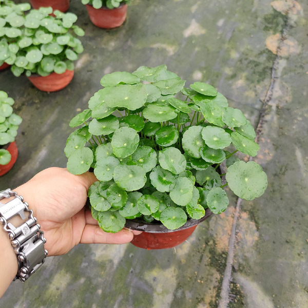Potted Pennywort with Leaves, Hydroponic Plant, Moneywort Flower, Evergreen, Easy-Care Indoor Water-Cultivated Green Plant
