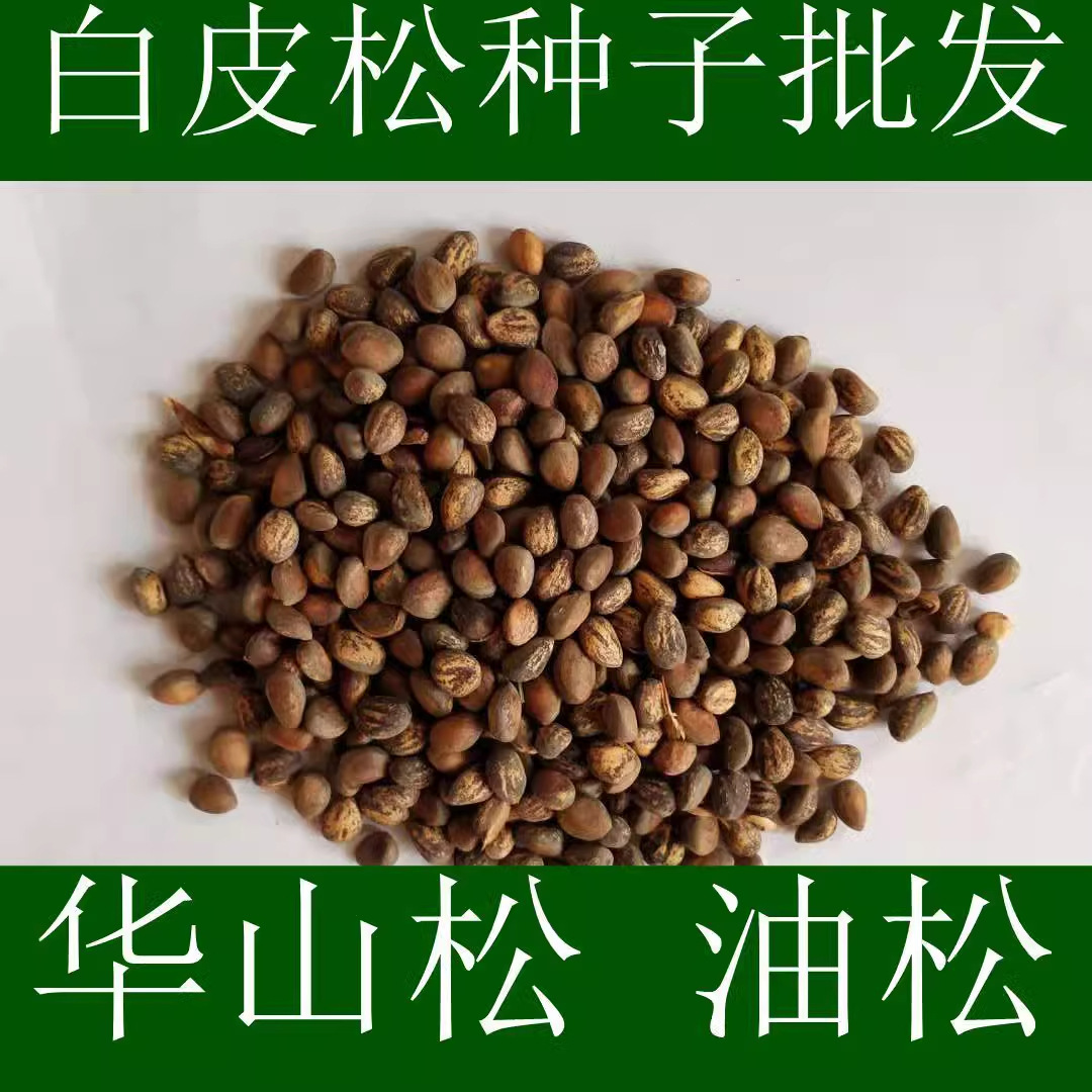 新采白皮松种子基地批发华山松油松园林绿化工程占地食用松树种子